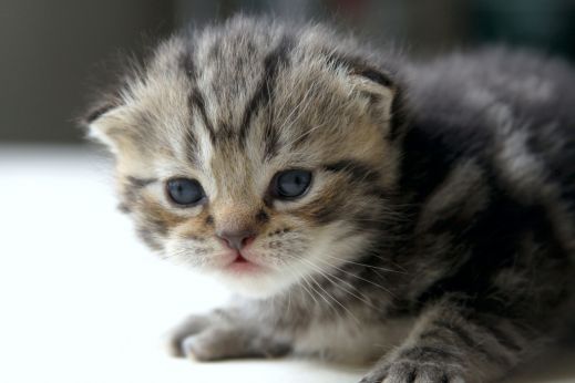 Киски от Whiskas