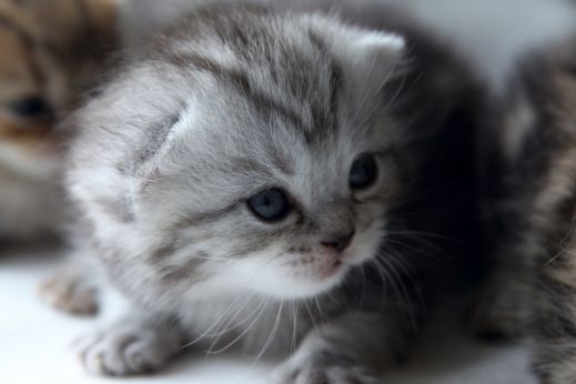 Киски от Whiskas