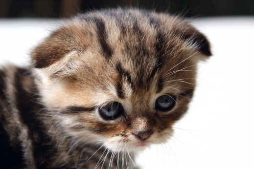Киски от Whiskas