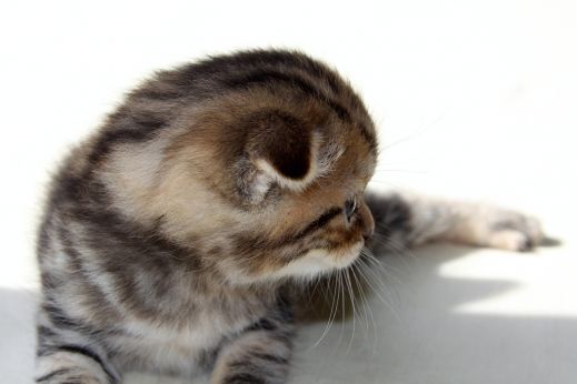Киски от Whiskas