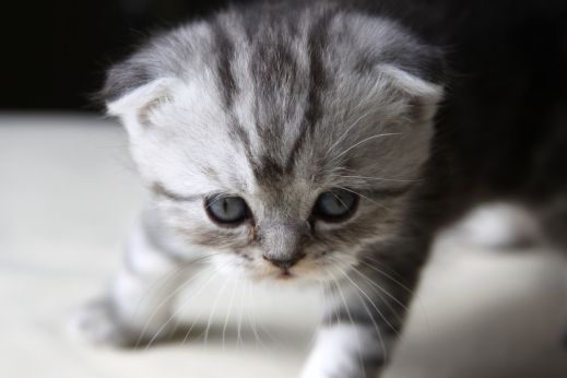Киски от Whiskas