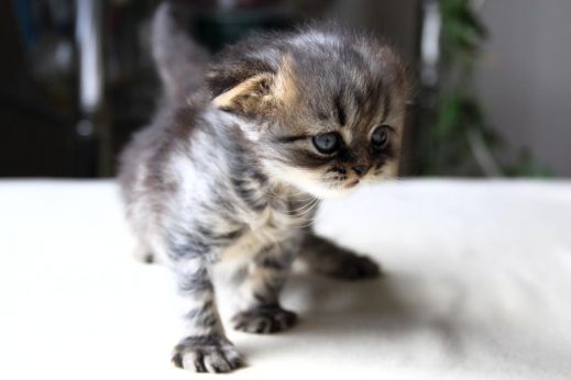 Киски от Whiskas