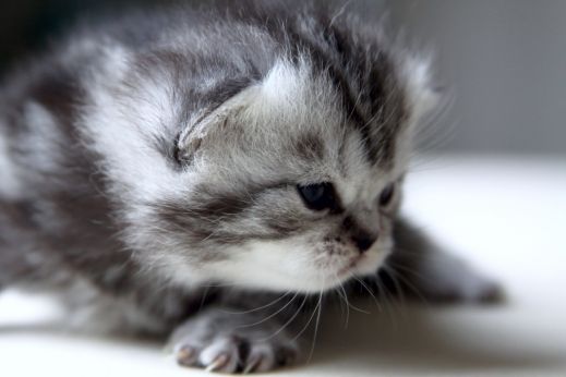 Киски от Whiskas