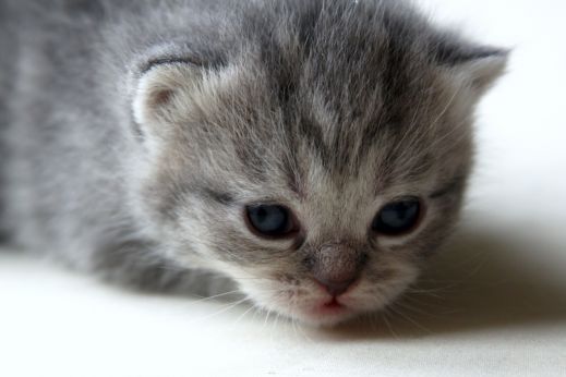Киски от Whiskas