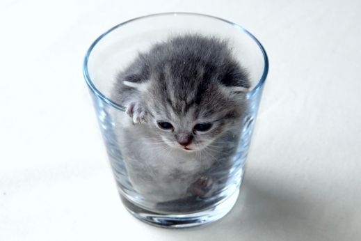 Киски от Whiskas