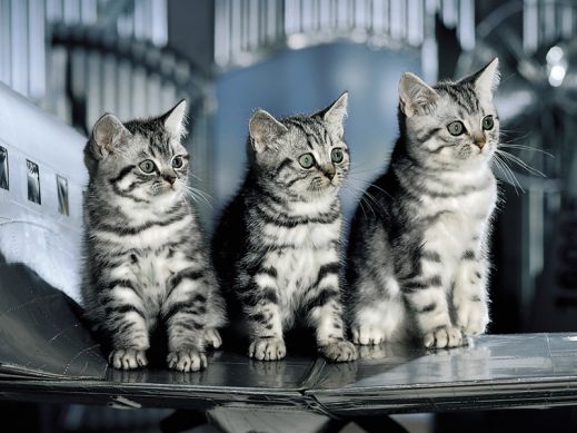 Киски от Whiskas
