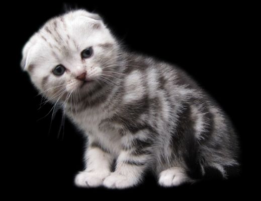 Киски от Whiskas