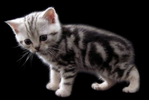 Киски от Whiskas