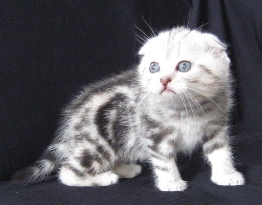 Киски от Whiskas