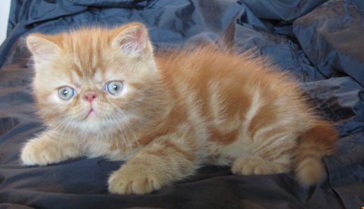 Киски от Whiskas
