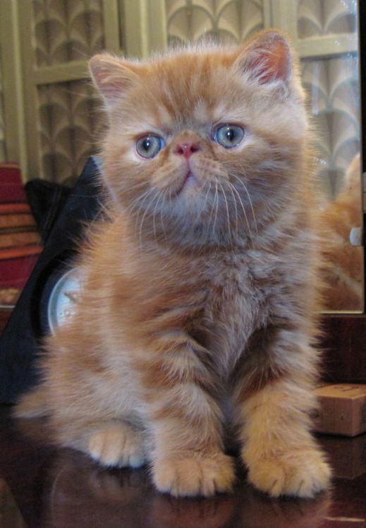 Киски от Whiskas