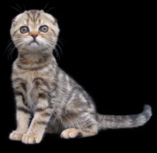 Киски от Whiskas