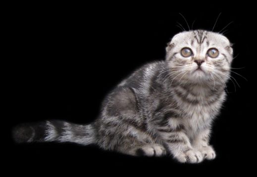 Киски от Whiskas