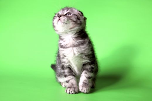 Киски от Whiskas