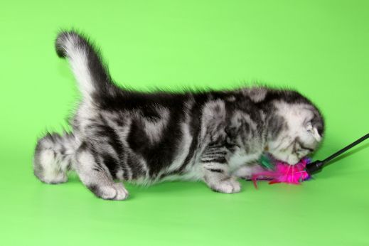 Киски от Whiskas