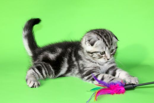 Киски от Whiskas