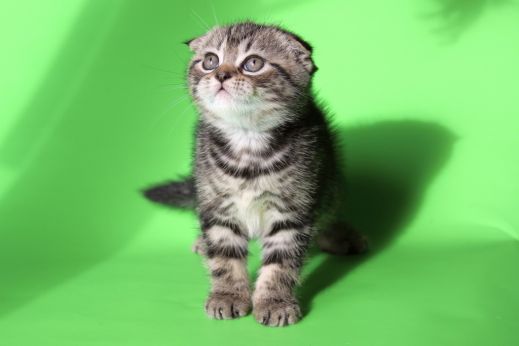 Киски от Whiskas