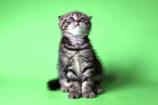 Киски от Whiskas
