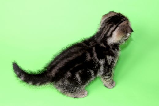 Киски от Whiskas