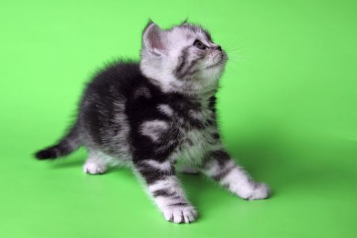 Киски от Whiskas