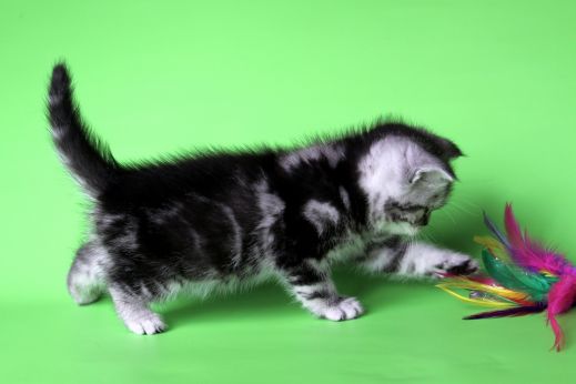 Киски от Whiskas