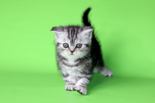 Киски от Whiskas