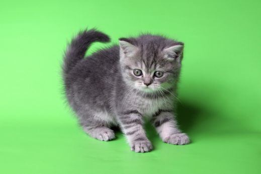 Киски от Whiskas
