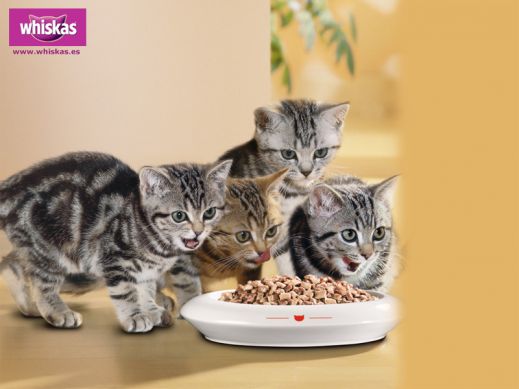 Киски от Whiskas
