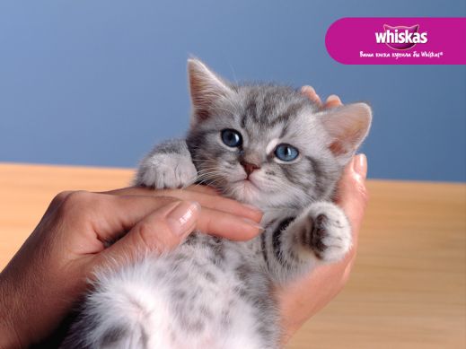 Киски от Whiskas