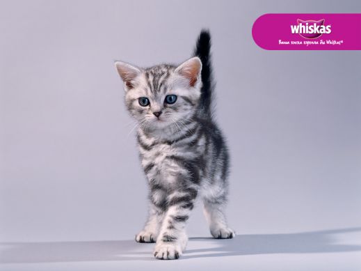 Киски от Whiskas