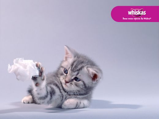 Киски от Whiskas