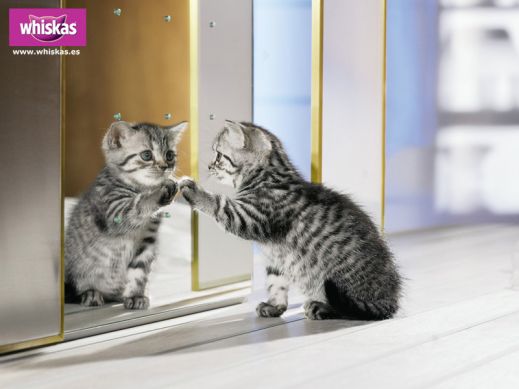 Киски от Whiskas