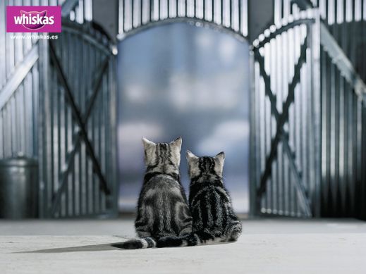 Киски от Whiskas