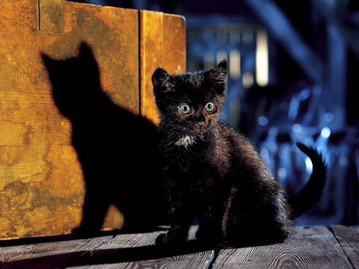 Киски от Whiskas