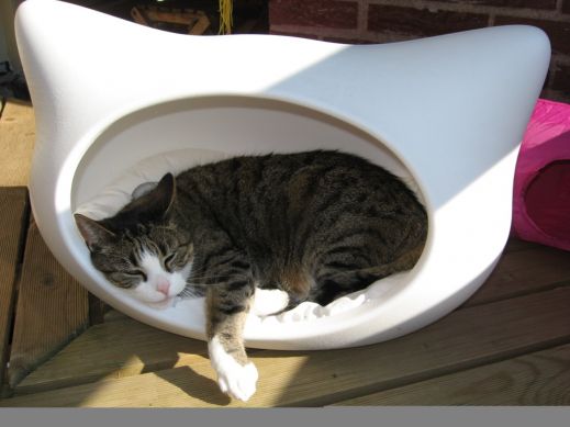 Киски от Whiskas