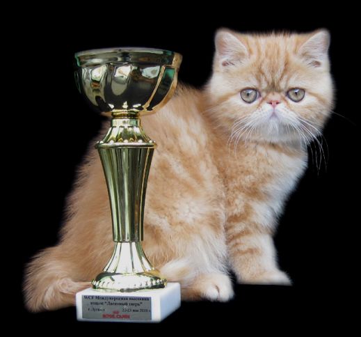Киски от Whiskas
