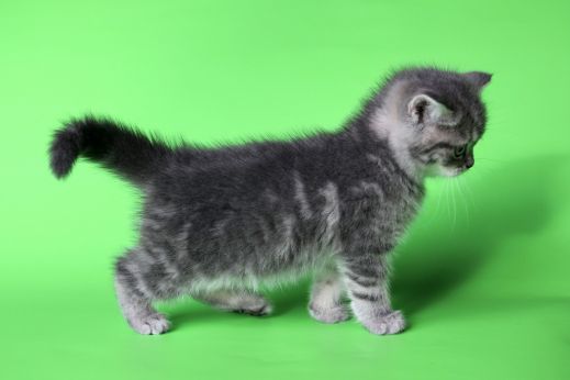 Киски от Whiskas