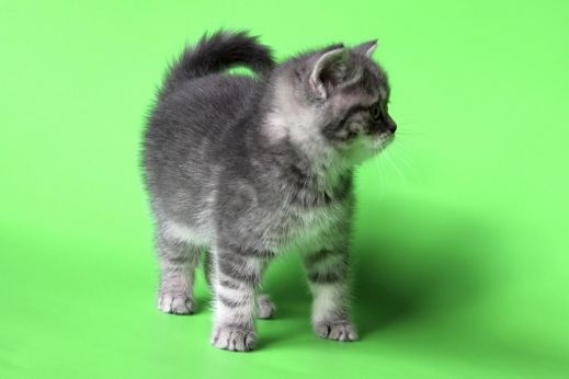 Киски от Whiskas