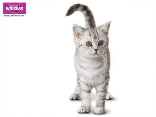 Киски от Whiskas
