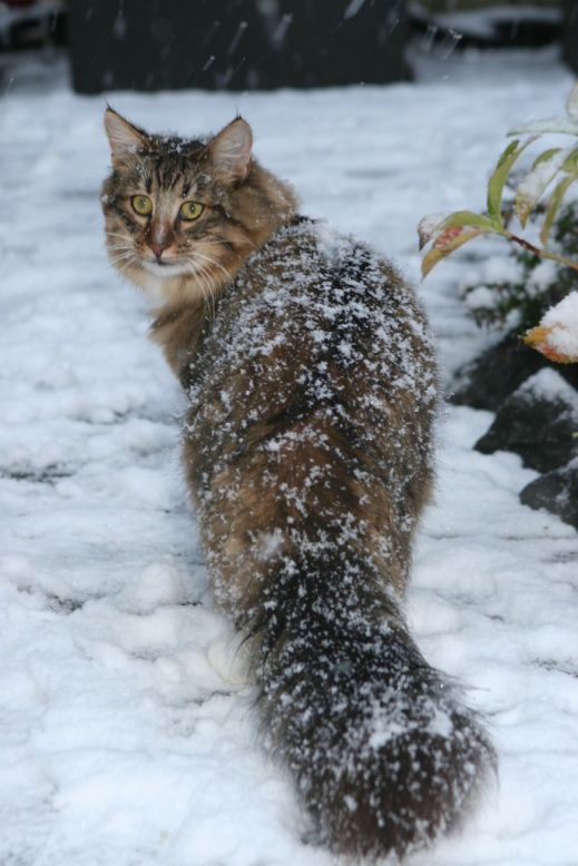Кошки в снегу