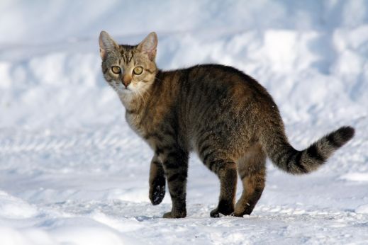 Кошки в снегу