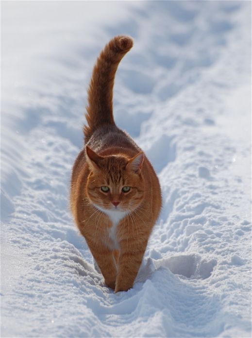 Кошки в снегу