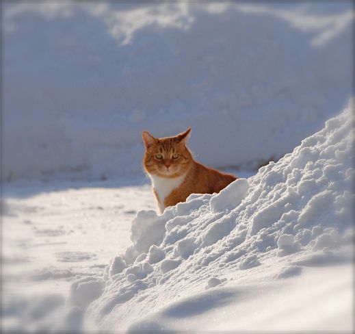 Кошки в снегу