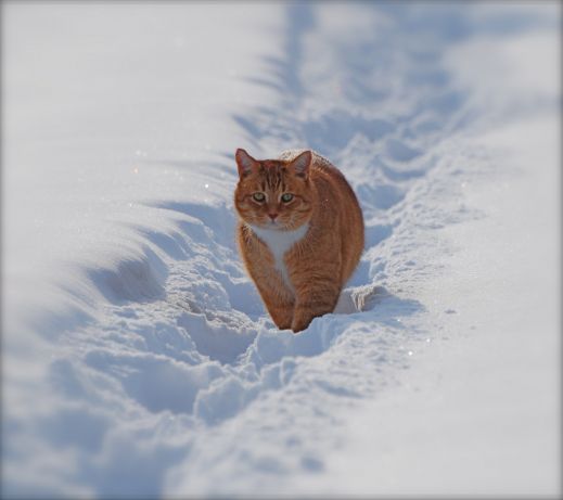 Кошки в снегу