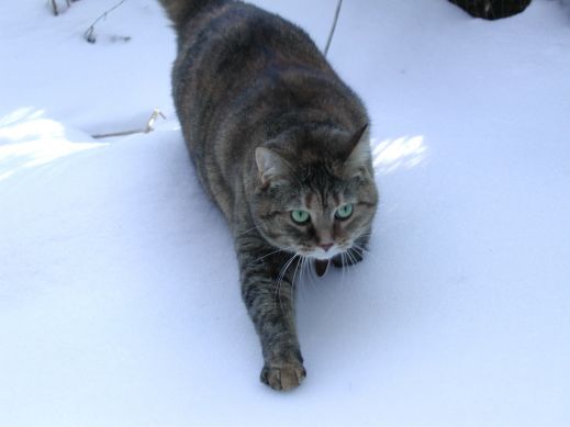 Кошки в снегу