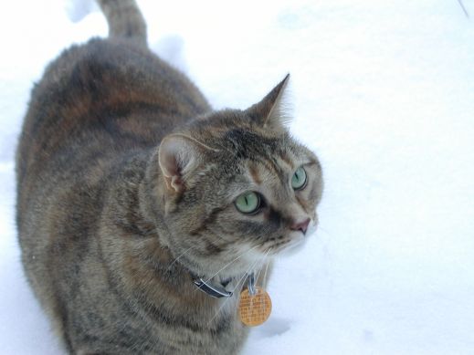 Кошки в снегу