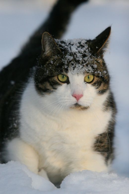Кошки в снегу