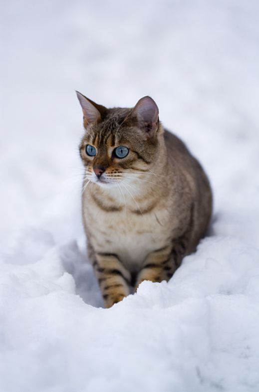 Кошки в снегу