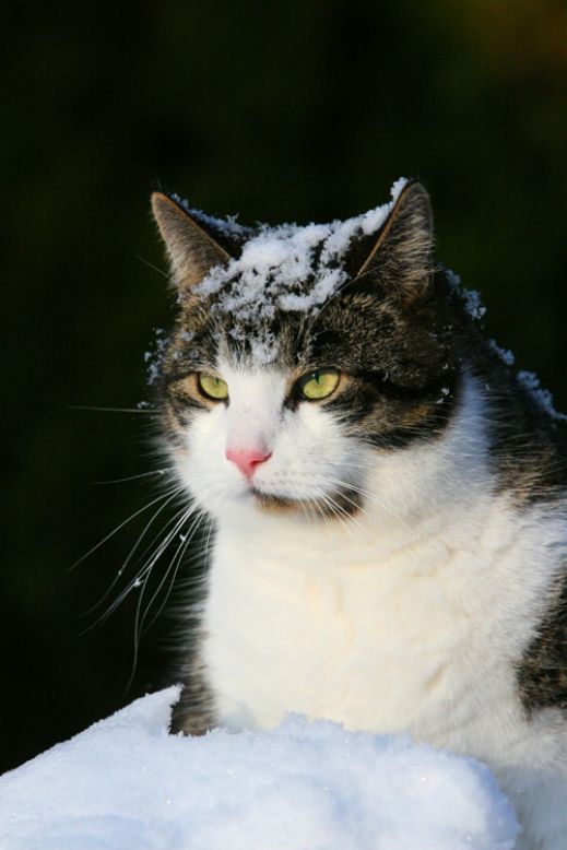 Кошки в снегу