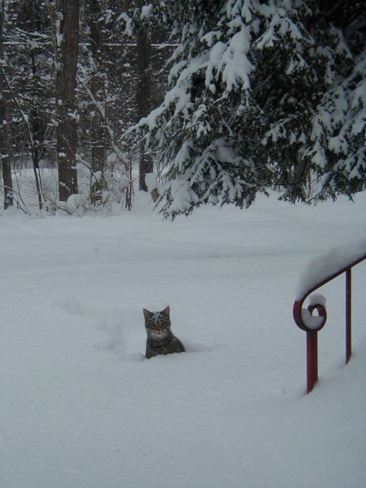 Кошки в снегу
